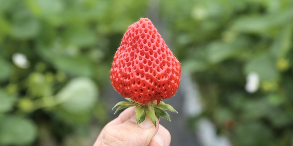 〈越後姫〉の「春の旬」が到来！　バターからハチミツまで関連商品にも注目