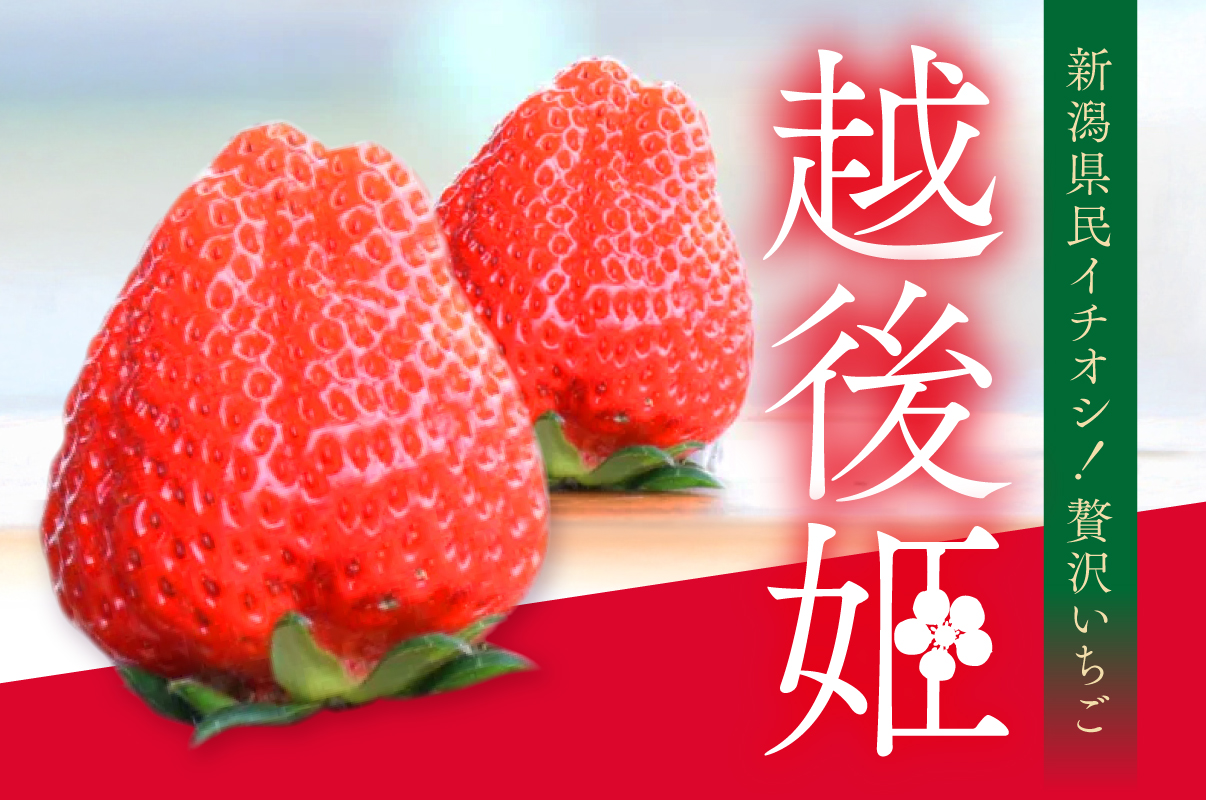 THE NIIGATA 公式オンラインショップからのお知らせ