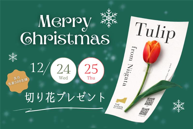 12/24(水)～25(木)　２日間限定　チューリップ切り花プレゼント♪のお知らせ